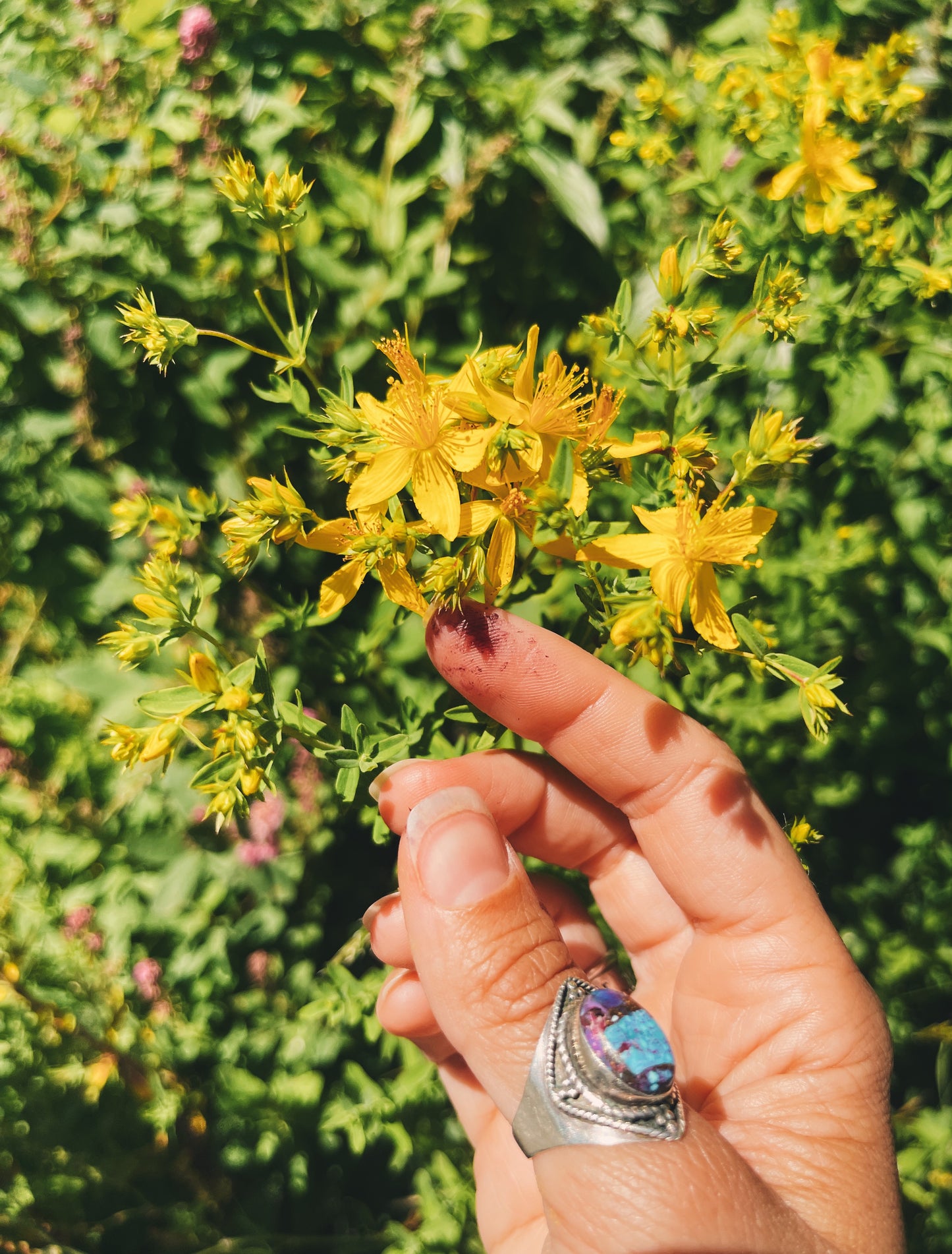 Solar Rising {Mood Support, Protection, St. John's Wort + Lemon Balm}