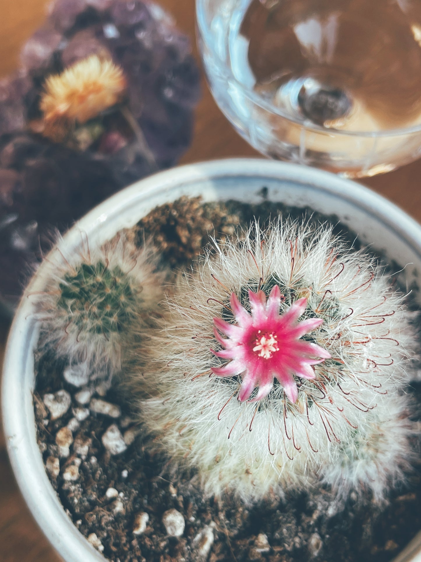 Seer Flower Essence {Passionflower, Cactus Flower, Artemisia absinthum, Angelica & Moonstone gem essence}