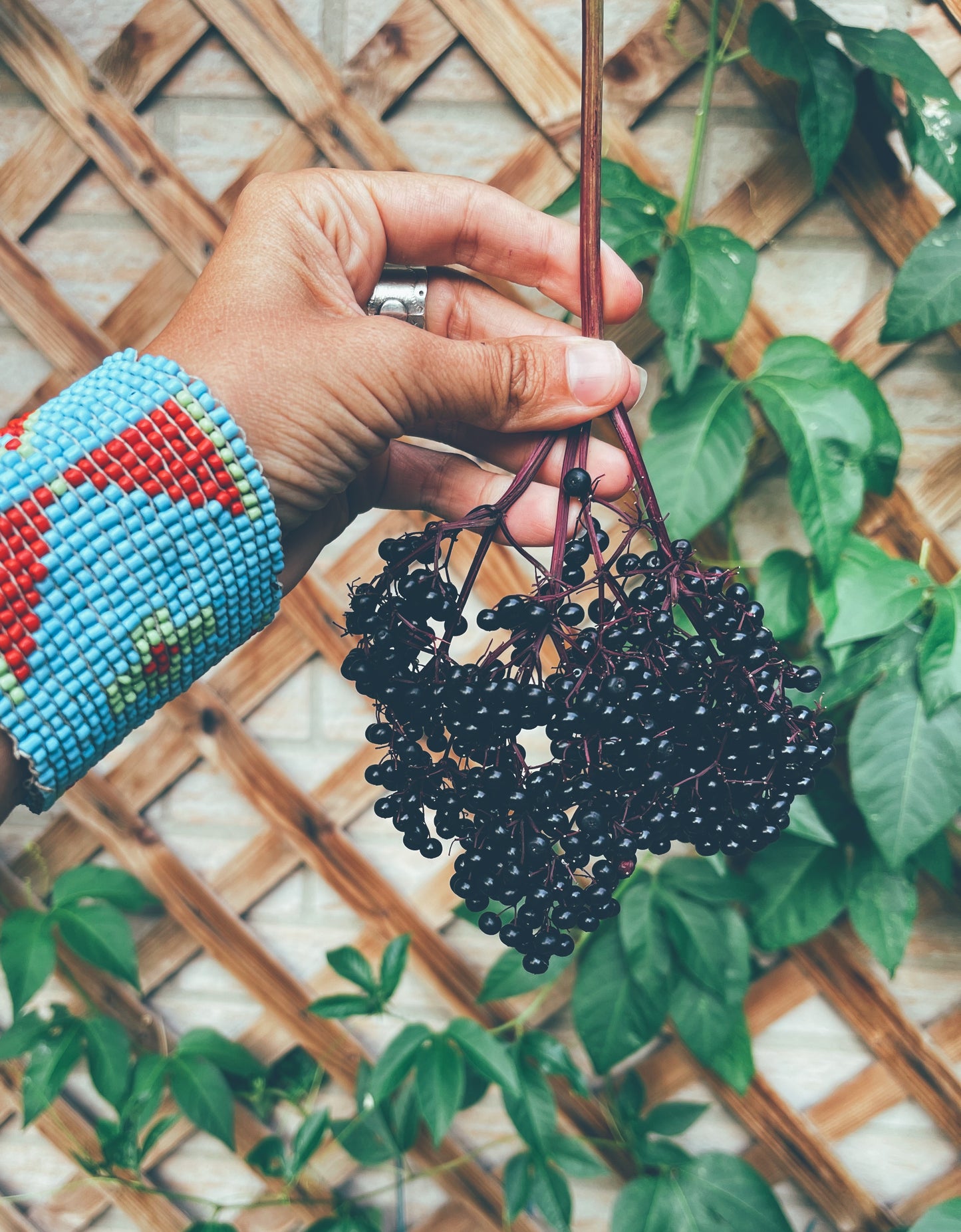 Elderberry {Mit'íp/Bibigwemin} Elixir