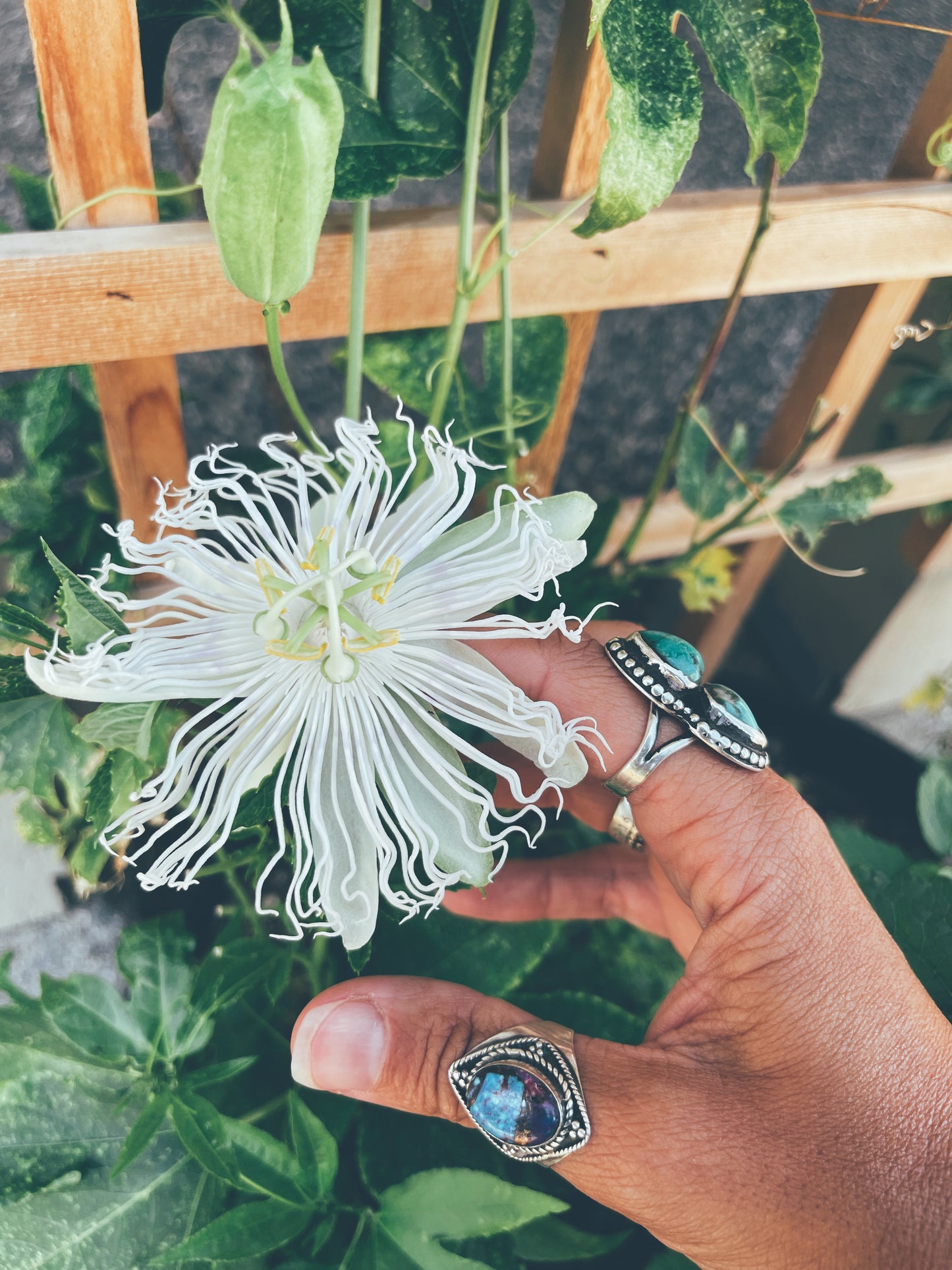 Seer Flower Essence {Passionflower, Cactus Flower, Artemisia absinthum, Angelica & Moonstone gem essence}