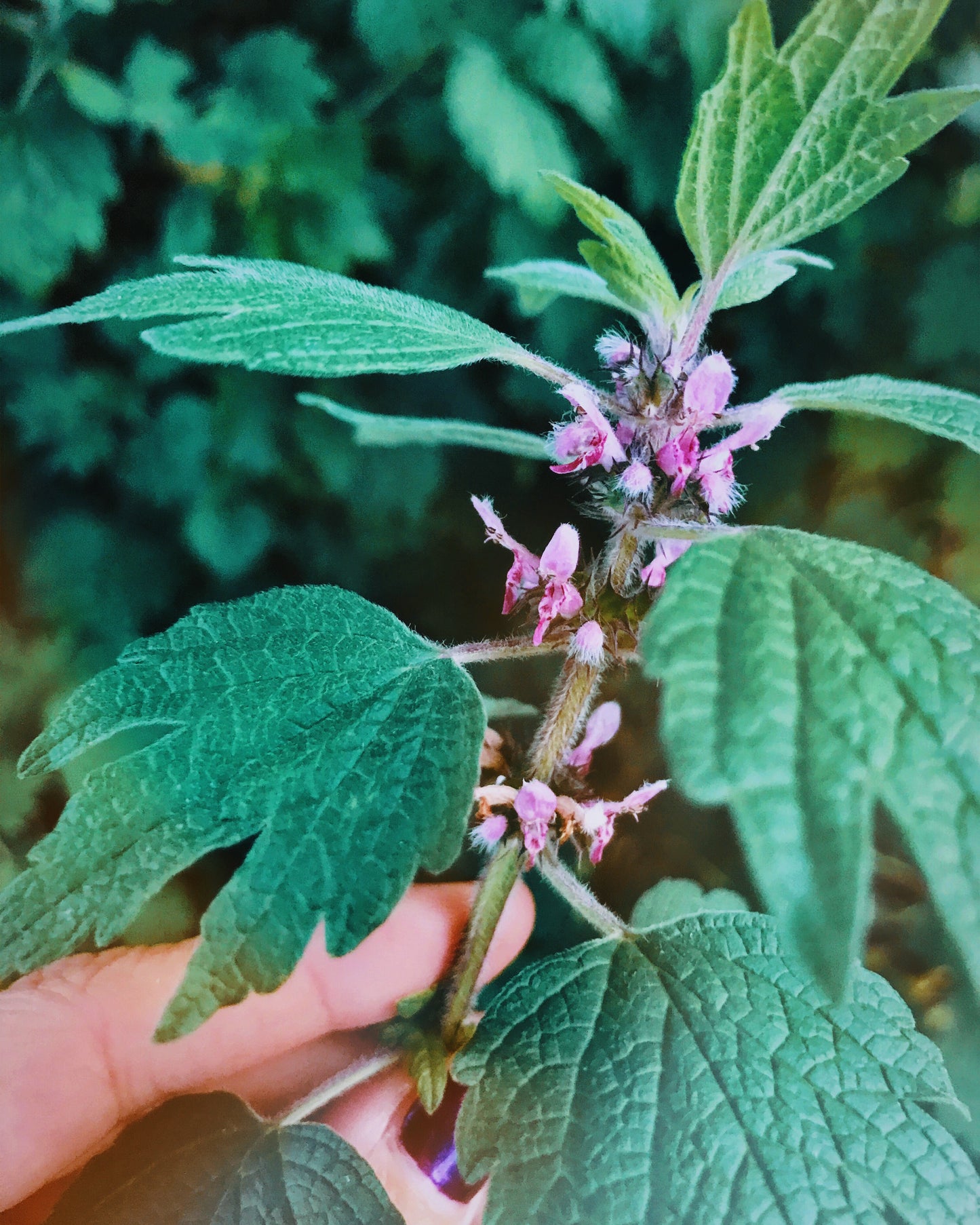 Transitions Flower Essence