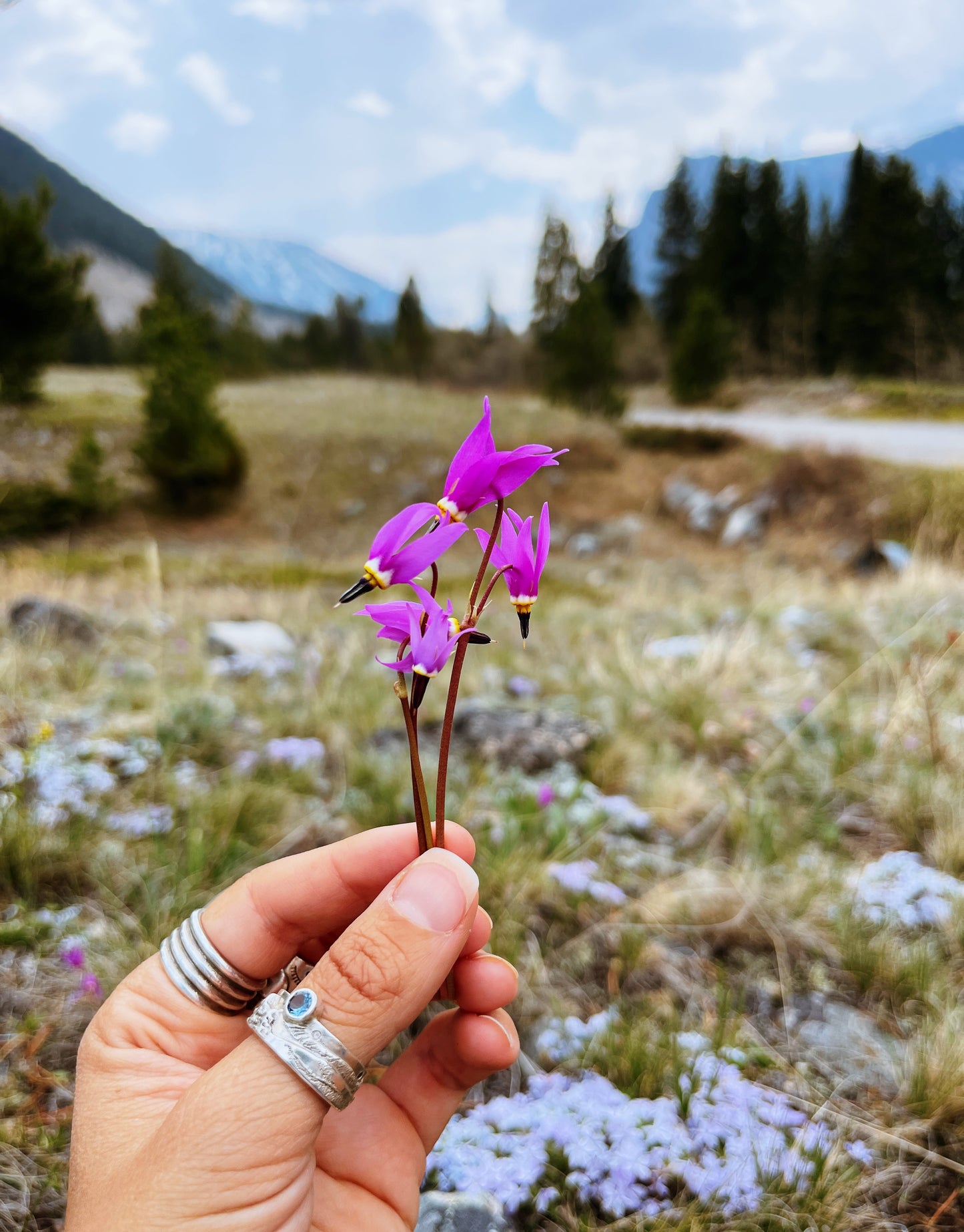 Shooting Star {Mountain Flower Essence}
