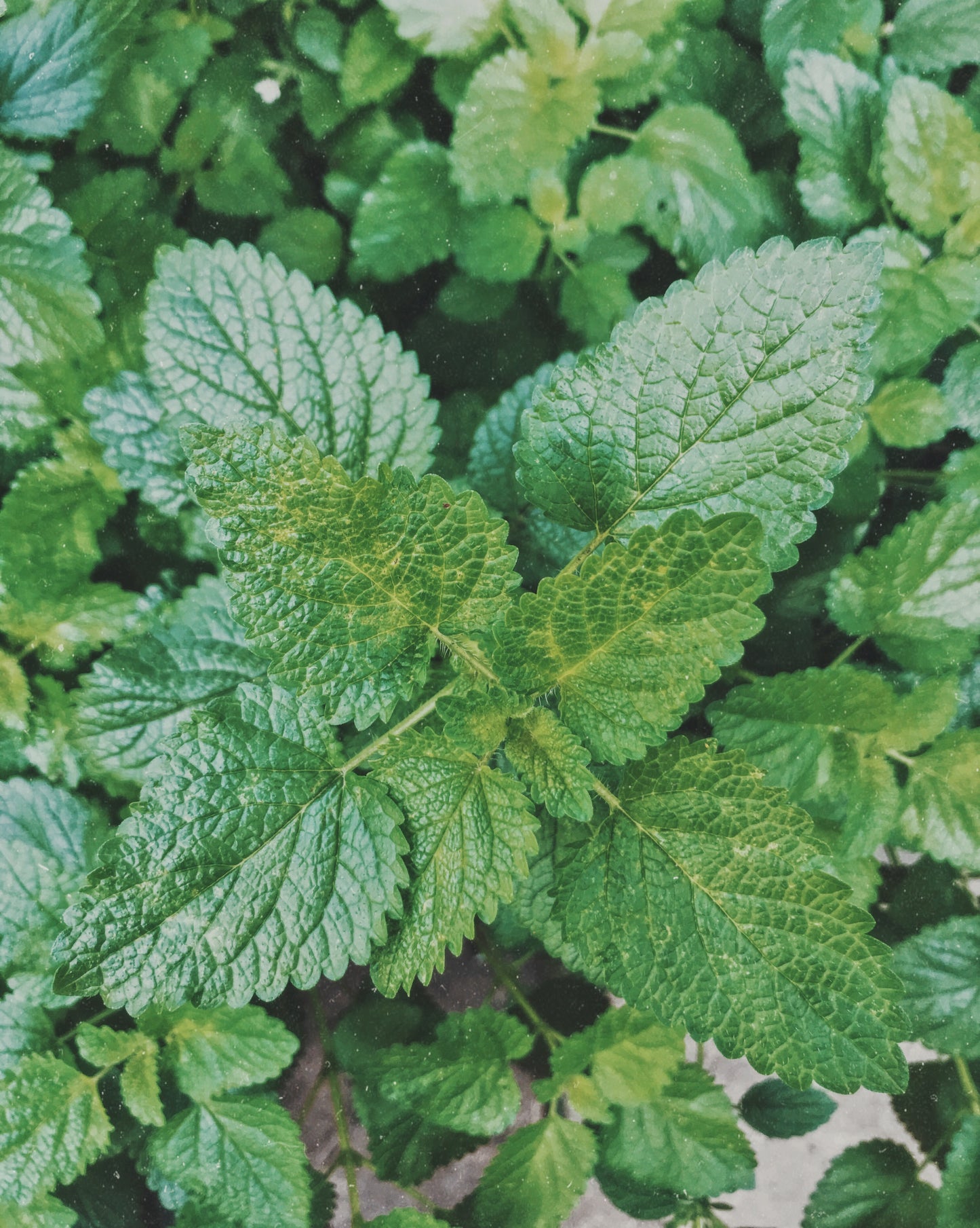Glowing Skin + Digestive Tea