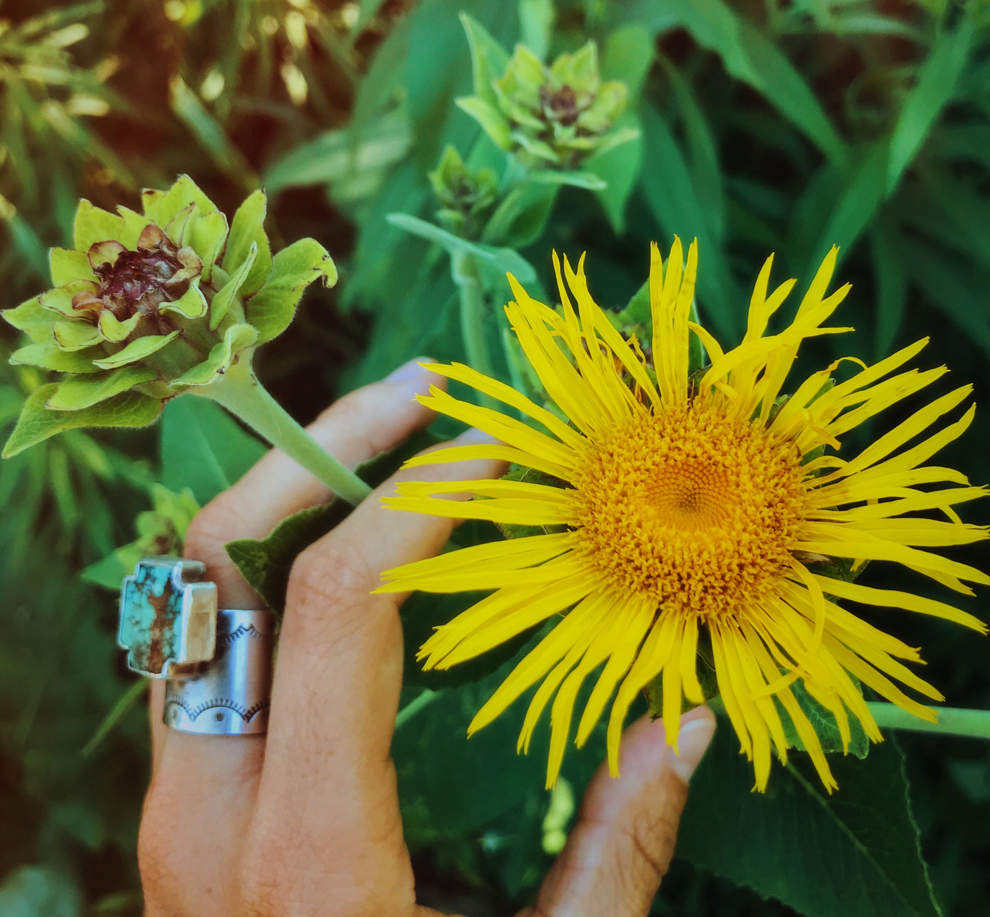 Elecampane Oxymel: Lung health, Solar Plexus balancing, Cough + Cold