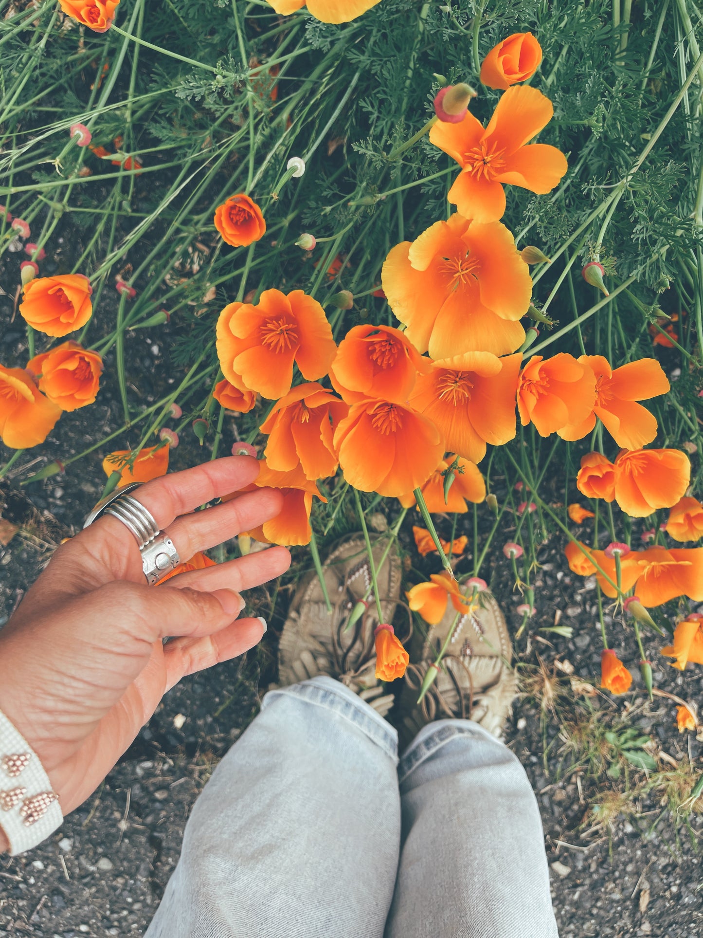 California Poppy