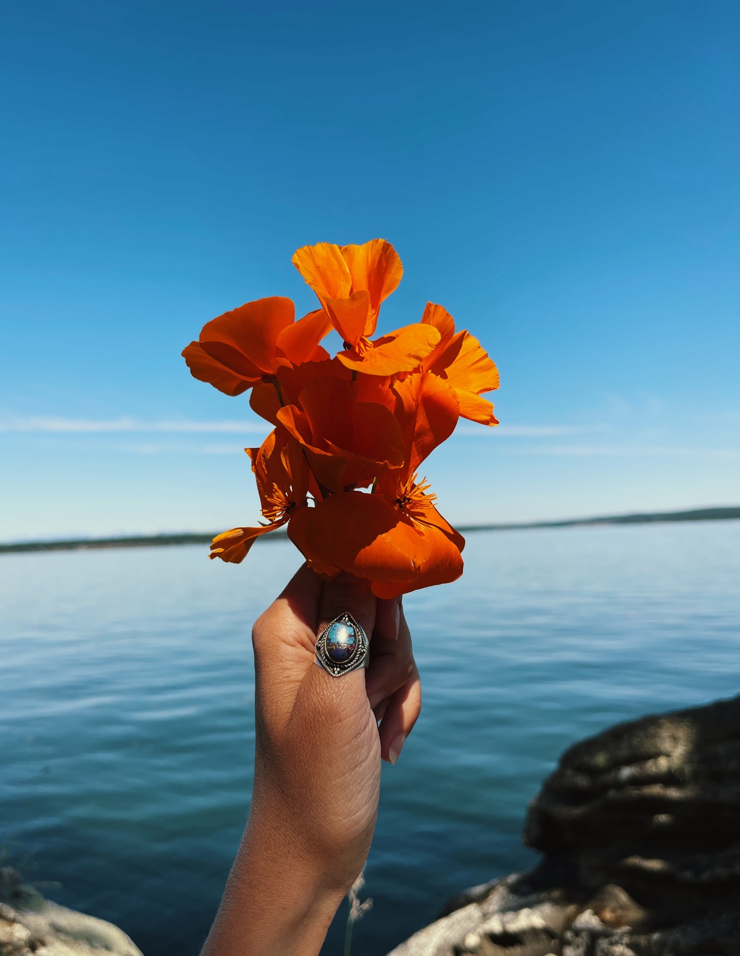 California Poppy