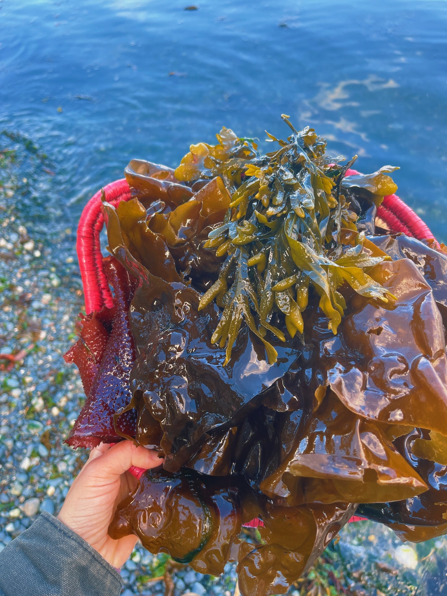 Aláyt {Seaside} Seaweed + Nettle + Cedar Ritual Bath Salt