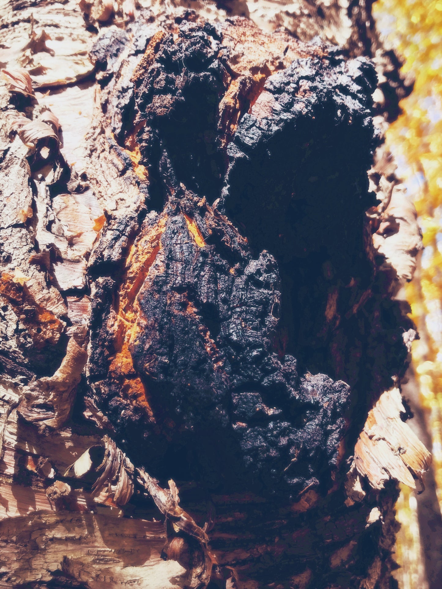 Giwedin’anung{North Star}: Chaga + Birch Elixir