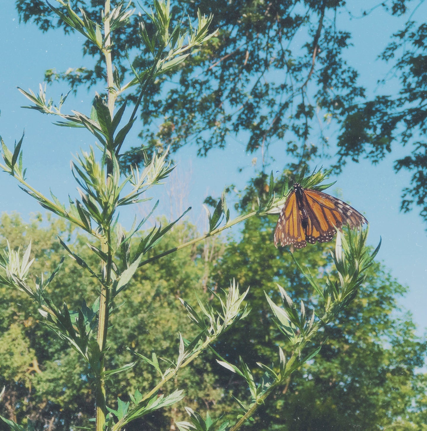 Vision + Sprit; Dreamtime + Protection Medicine {Mugwort & Catnip Tincture}