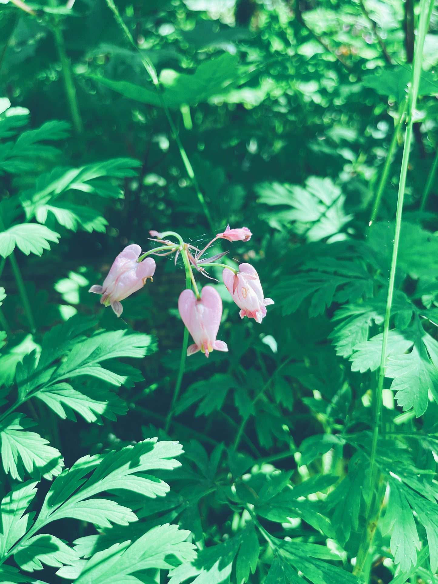 Bleeding Heart Flower Essence