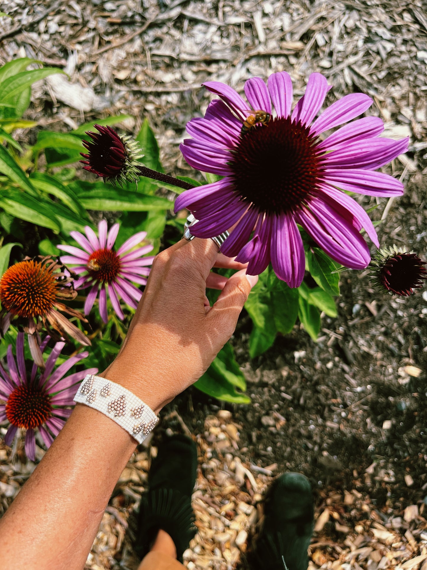Echinacea Flower Essence