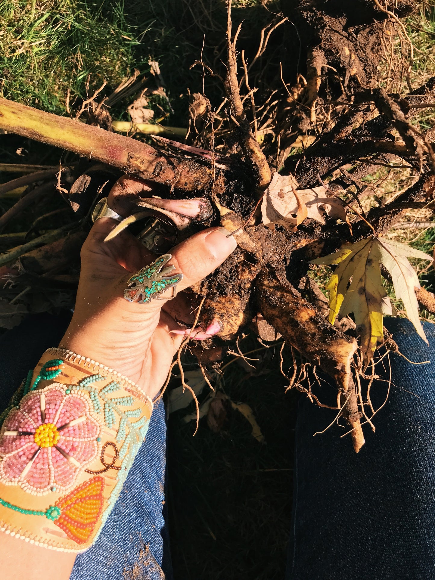 Elecampane Oxymel: Lung health, Solar Plexus balancing, Cough + Cold