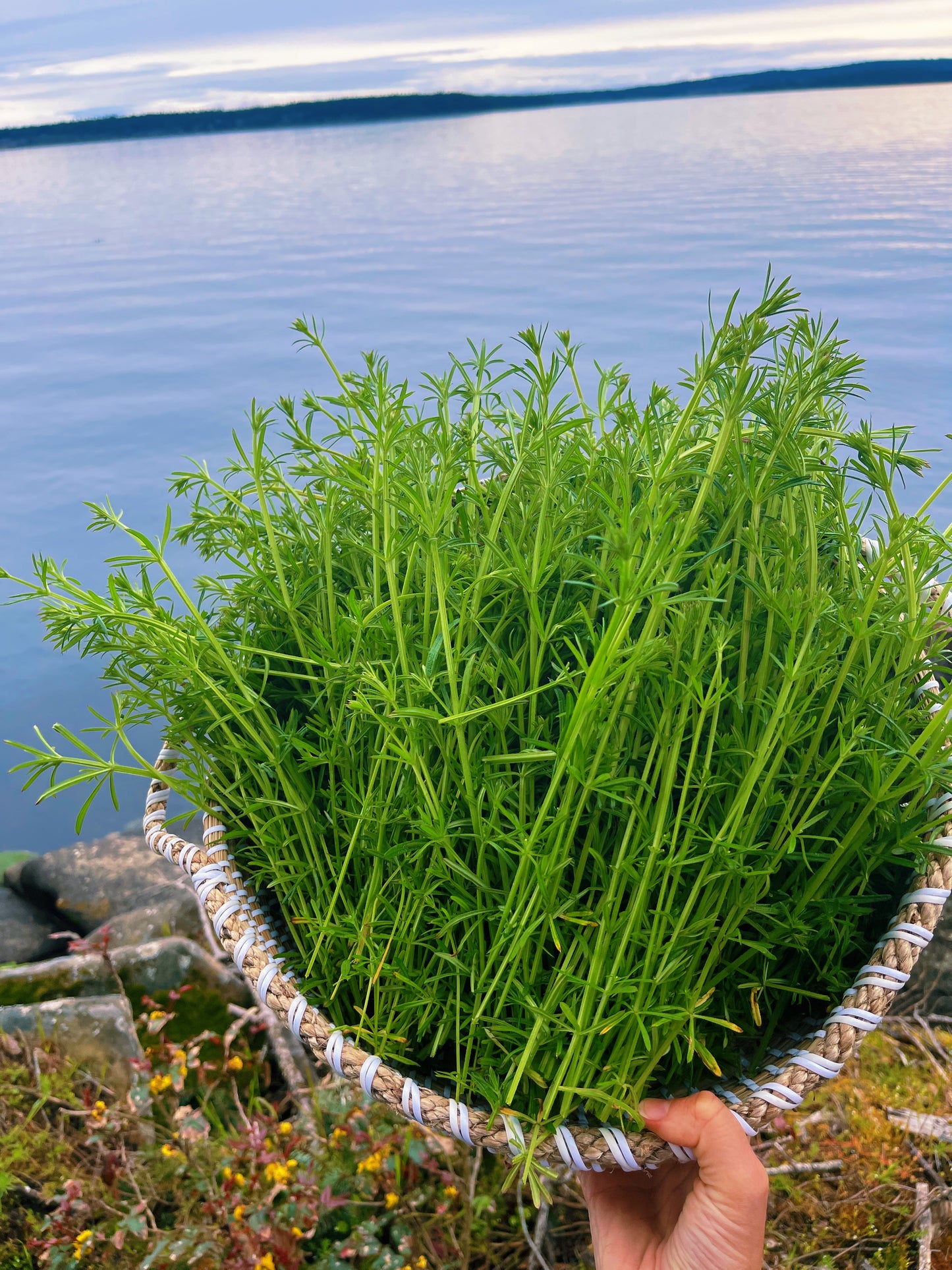 Green Goddexx ~ Spring Nutritive Tonic, Mineralizing + Vitamin rich, Liver Support, Lymphatic moving