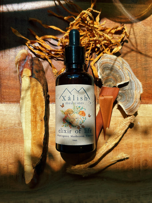 Elixir of Life Mushroom + Adaptogen Tincture
