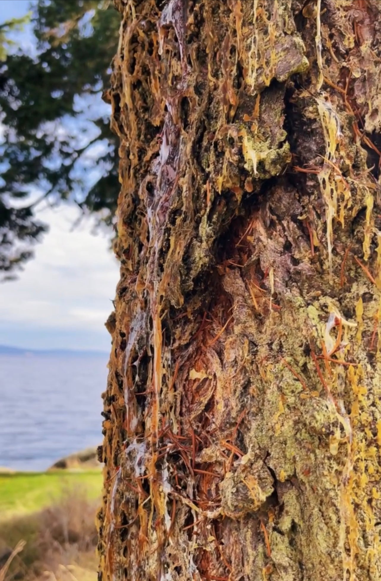 Tamarack {Larch} + White Pine Salve