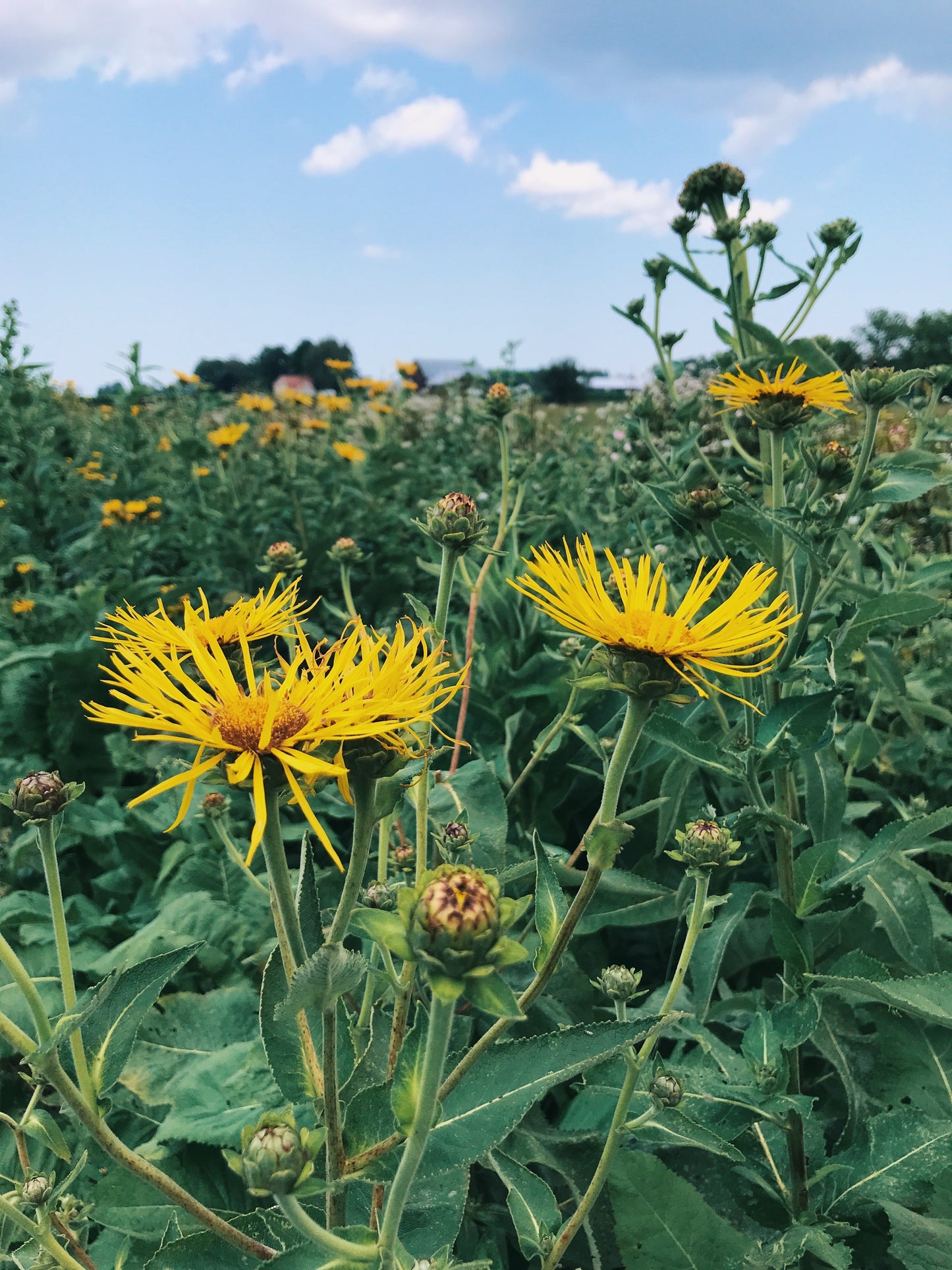 Elecampane Oxymel: Lung health, Solar Plexus balancing, Cough + Cold
