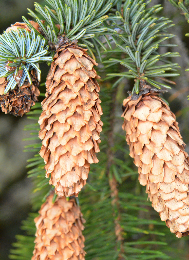 Winter Forests Hydrosol {NEW!}