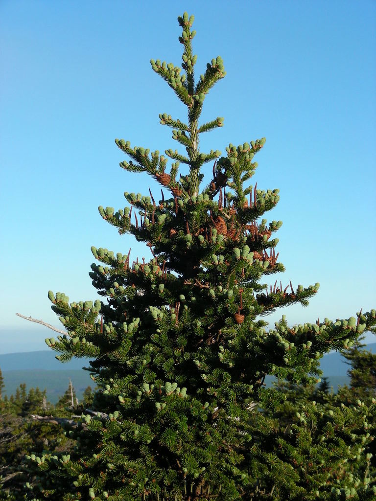 Winter Forests Hydrosol {NEW!}