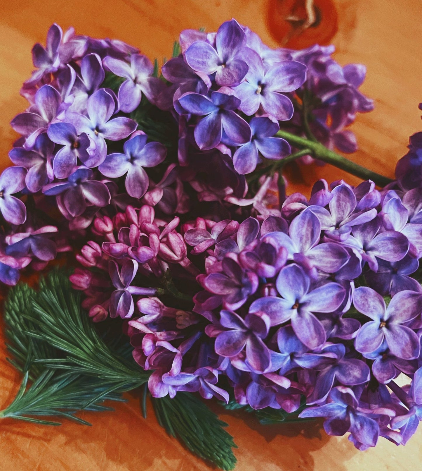 Lilac Flower Essence