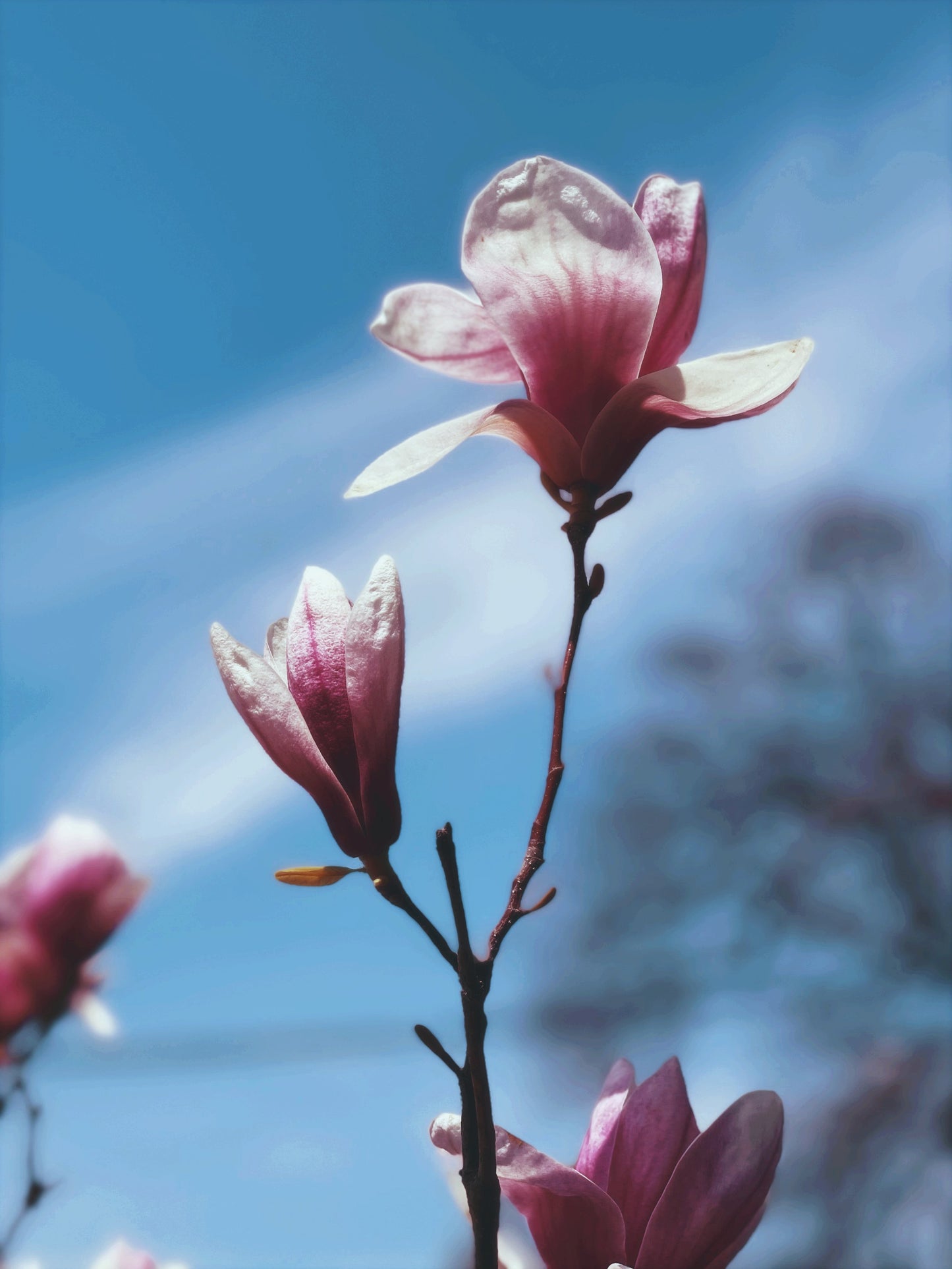 Magnolia Flower Essence