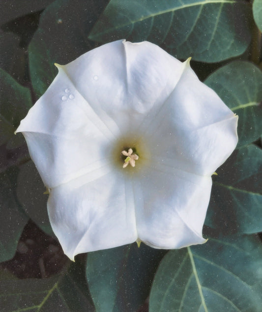 Datura Flower Essence
