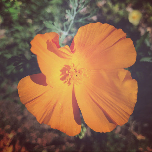 California Poppy