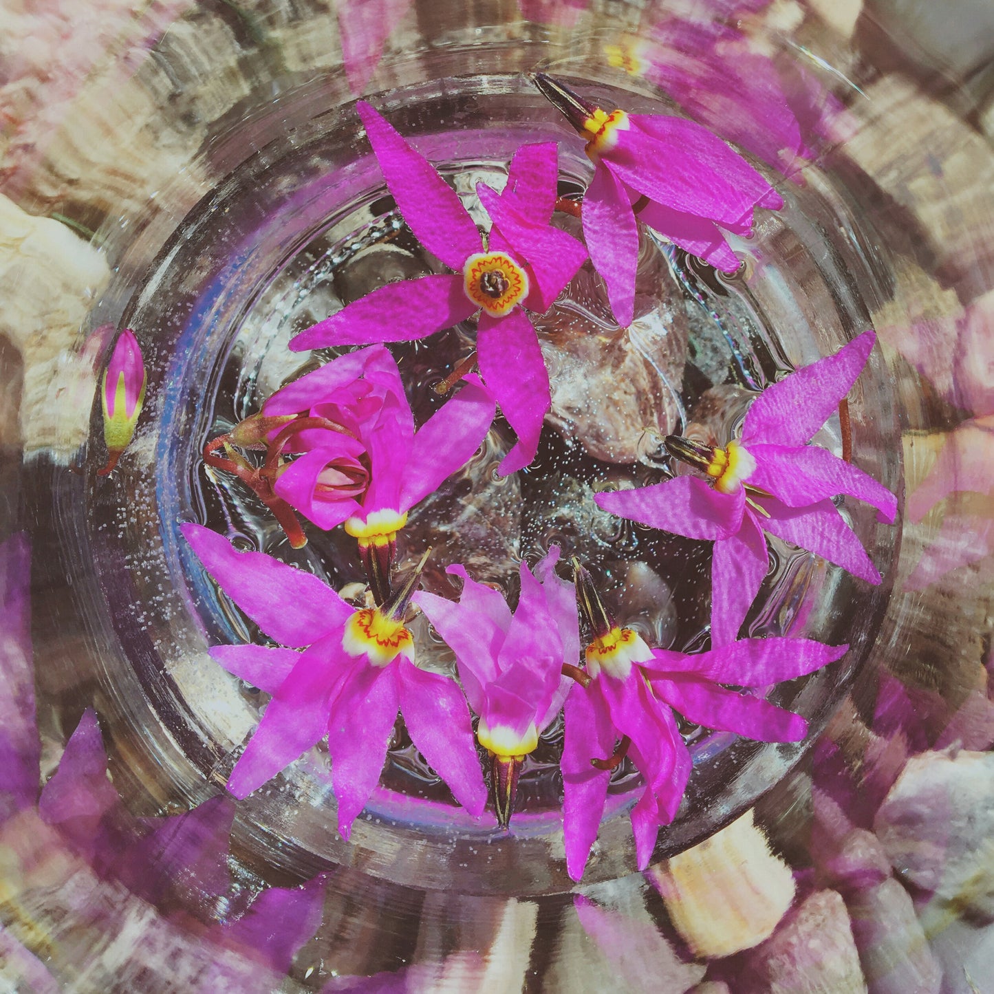 Shooting Star {Mountain Flower Essence}