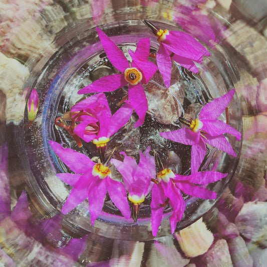 Shooting Star {Mountain Flower Essence}