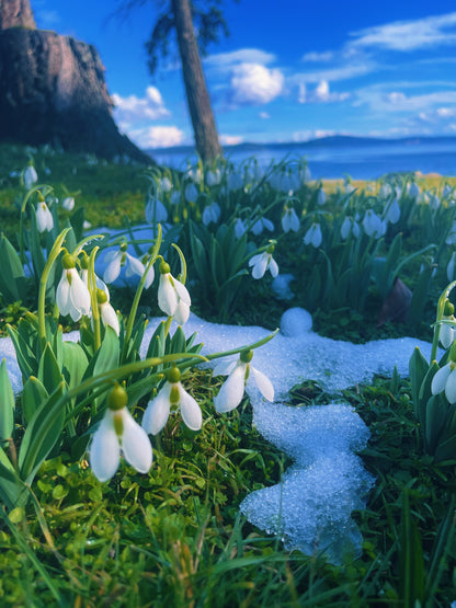 Snowdrop Flower Essence