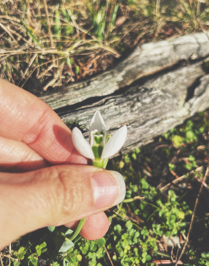 Snowdrop Flower Essence