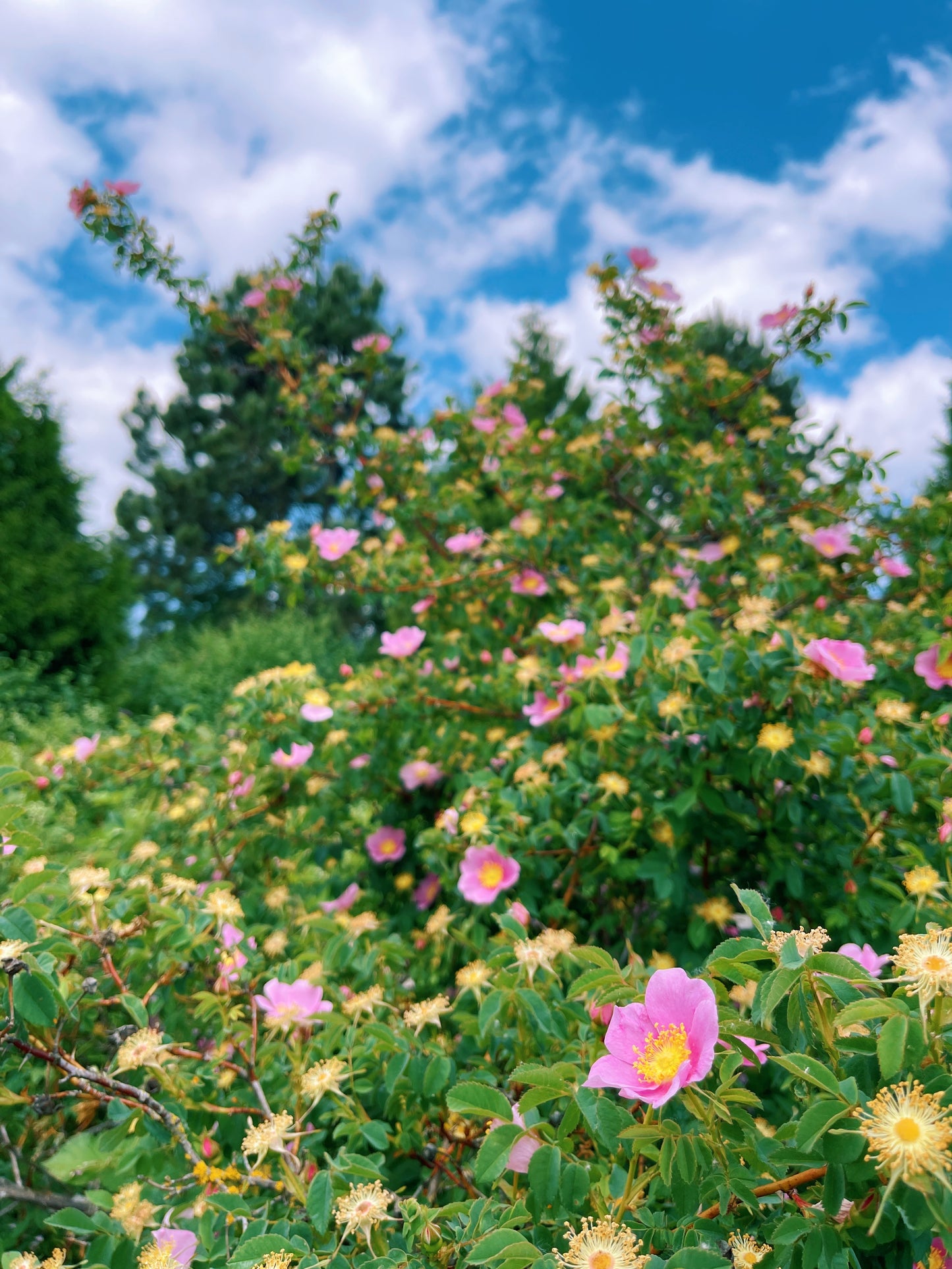 Tamsháashu {Wild Rose} Flower Essence