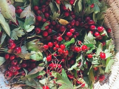 Hawthorn Elixir {Grief + Heart Medicine}