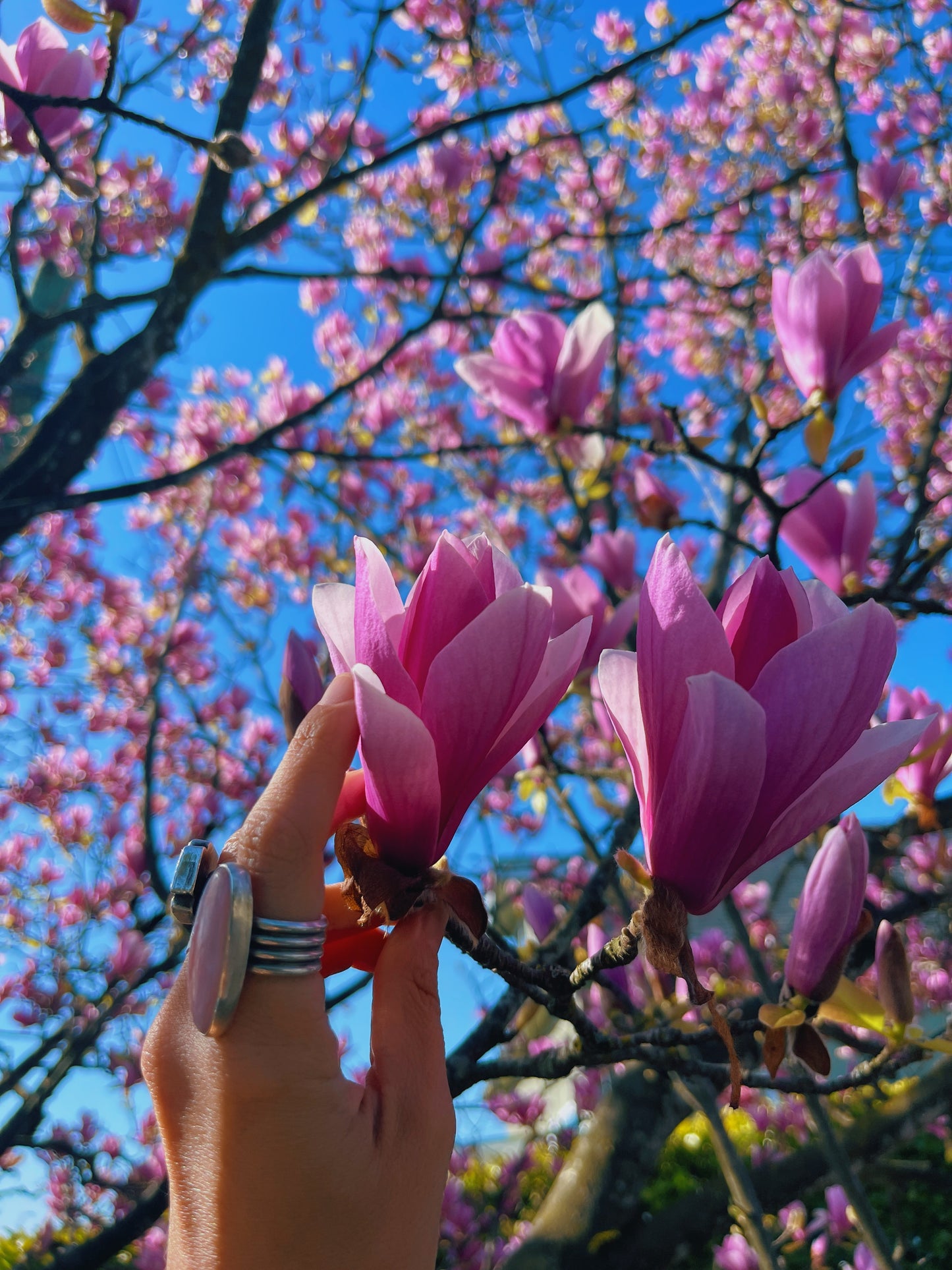 Magnolia Flower elixir {heart expansion, joy, integration, allergies, digestion, anxiety support}