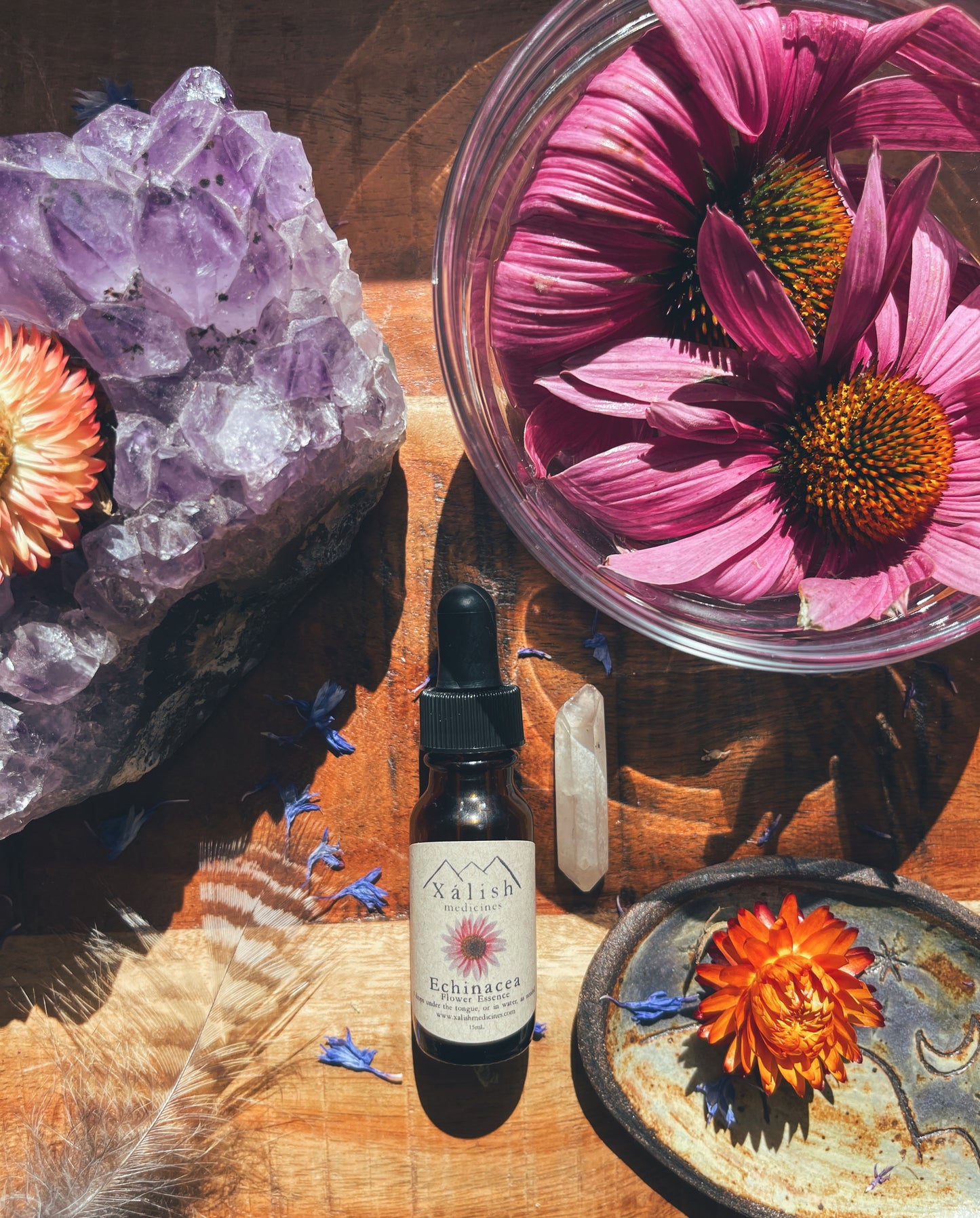 Echinacea Flower Essence