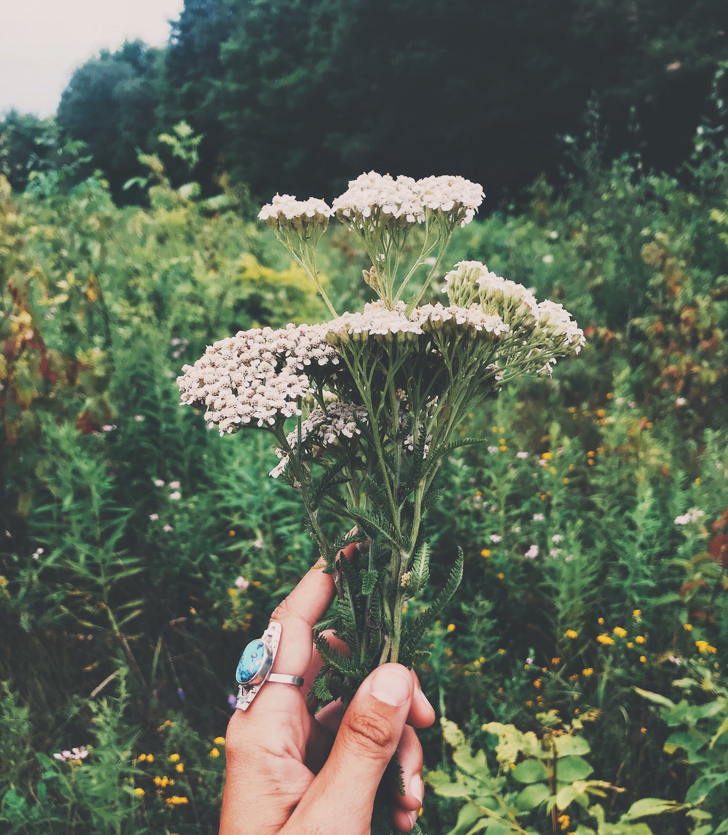 Protection + Boundaries {Flower Essence for Empaths & Earth keepers}