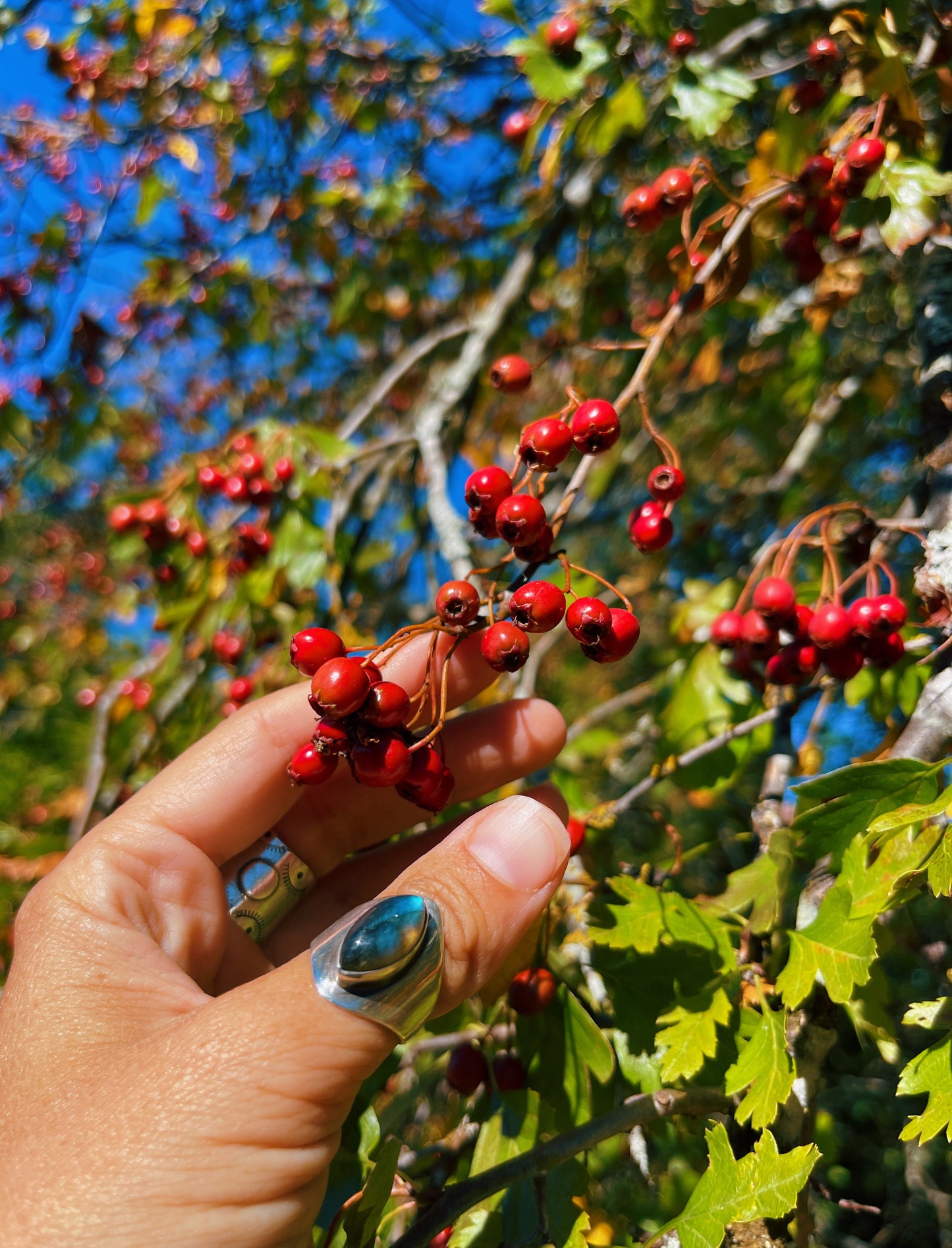 Hawthorn Elixir {Grief + Heart Medicine}
