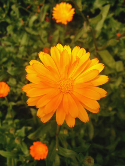 Restore Cottonwood + Ginger warming Ritual Bath