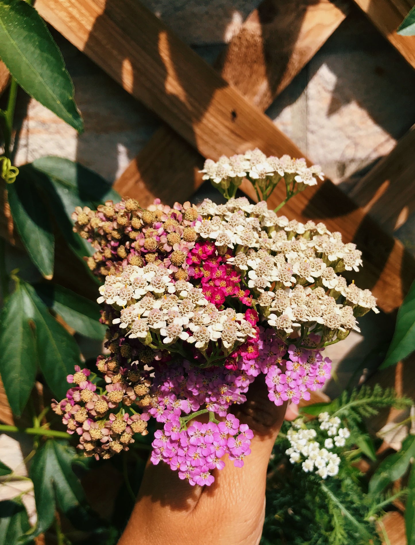 Yarrow {Wapin-Wápin} Flower Essence