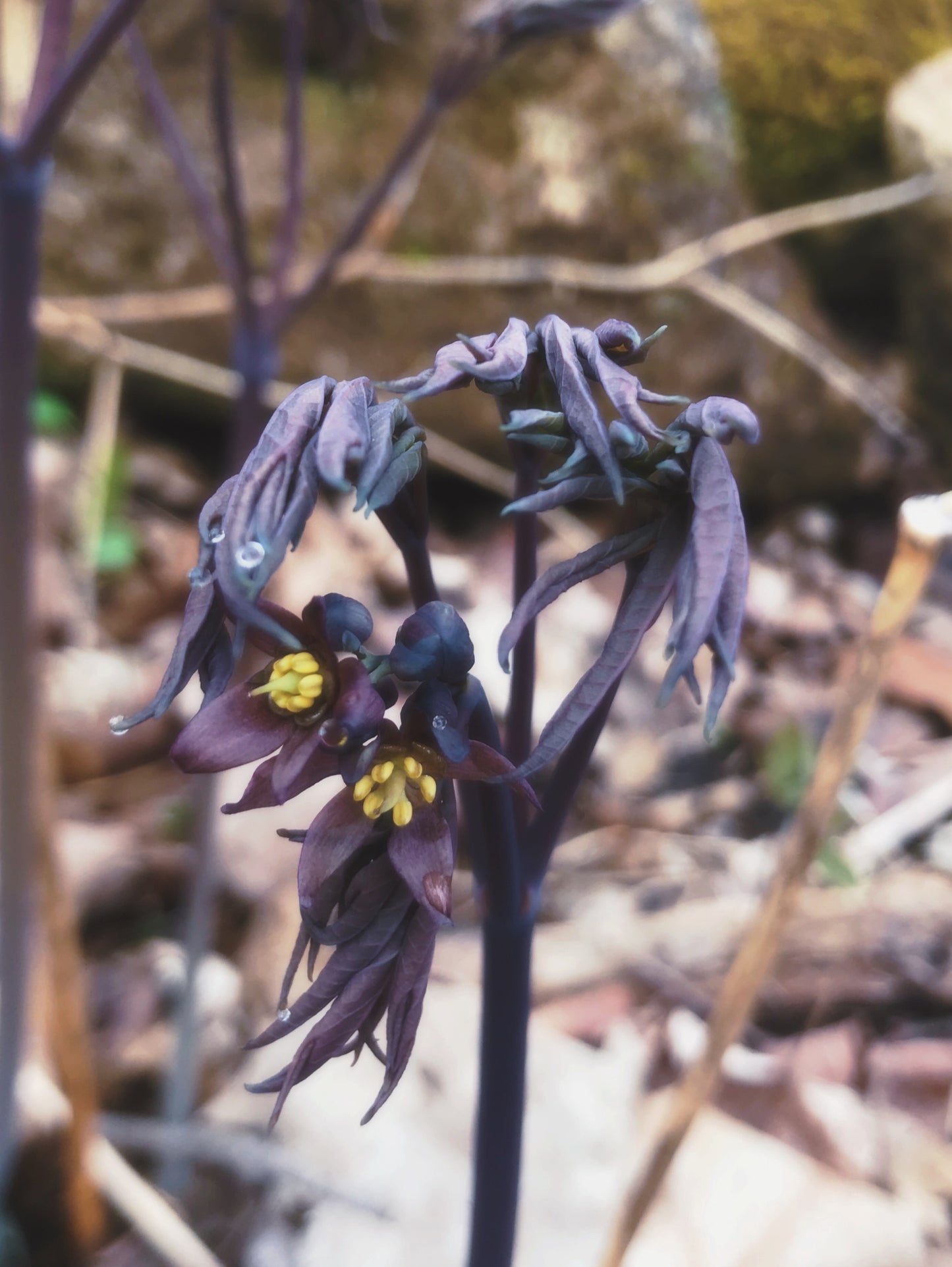 Matriarch Flower Essence