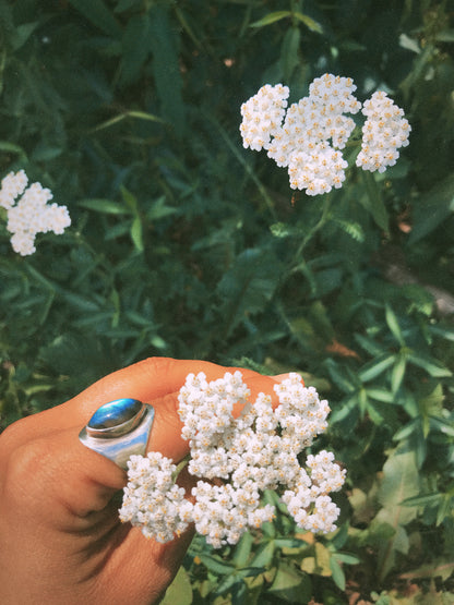 Yarrow {Wapin-Wápin} Flower Essence