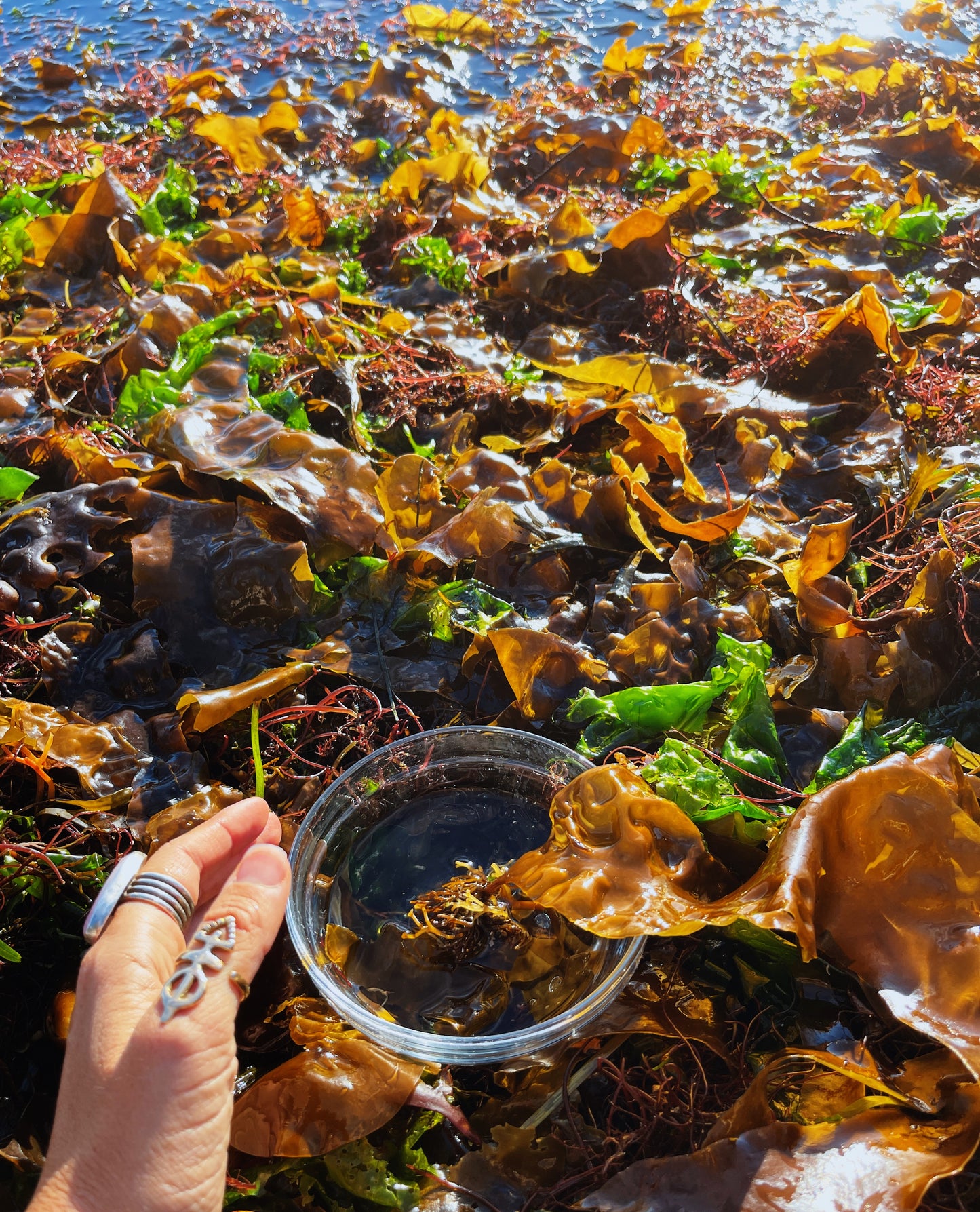 Seaweed Flower Essence {Salish Sea}