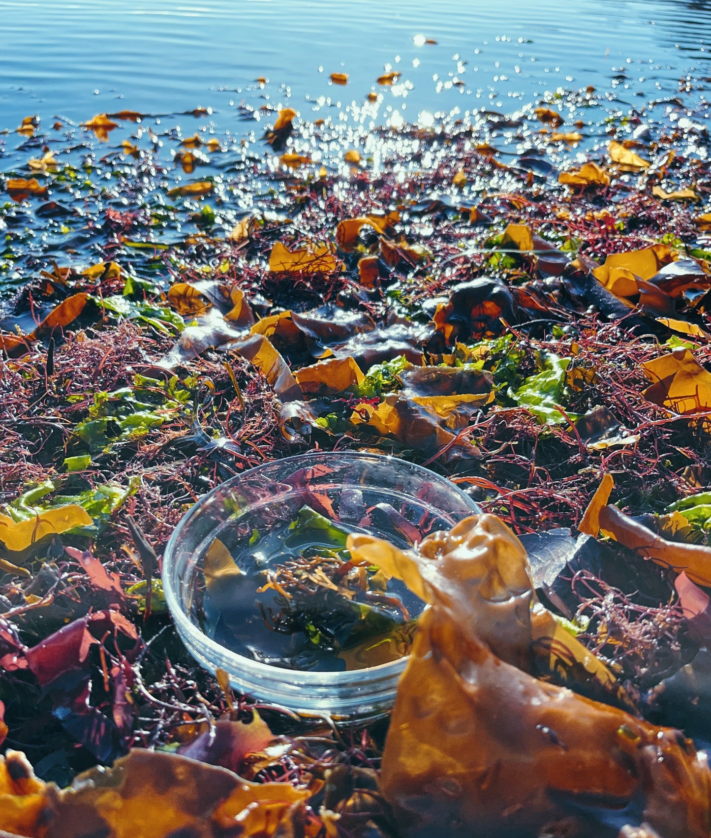 Seaweed Flower Essence {Salish Sea}