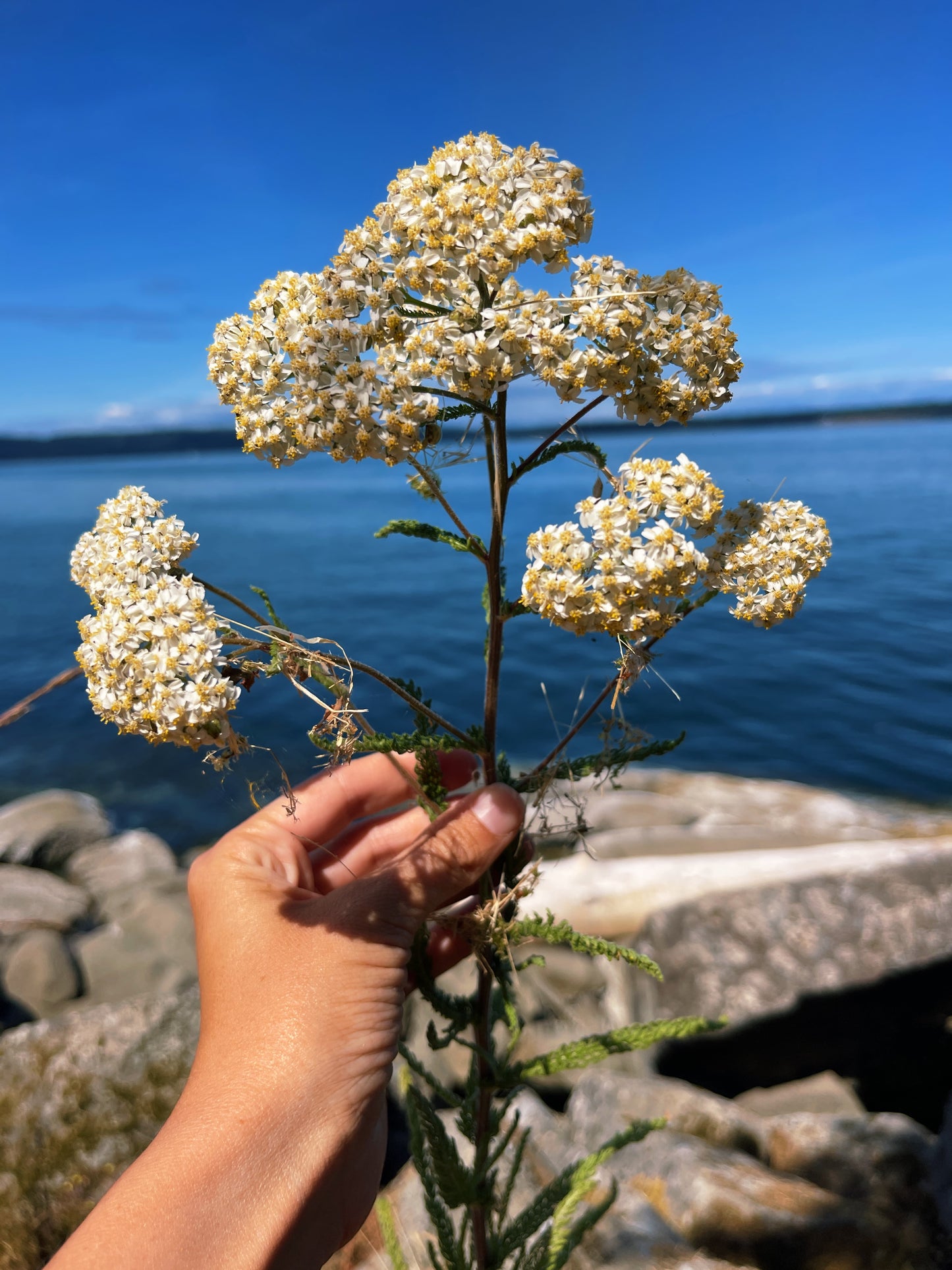 🌸 Held by Flowers Salve 💐