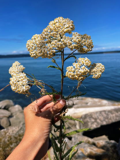 🌸 Held by Flowers Salve 💐