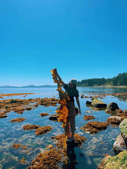 Seaweed Flower Essence {Salish Sea}