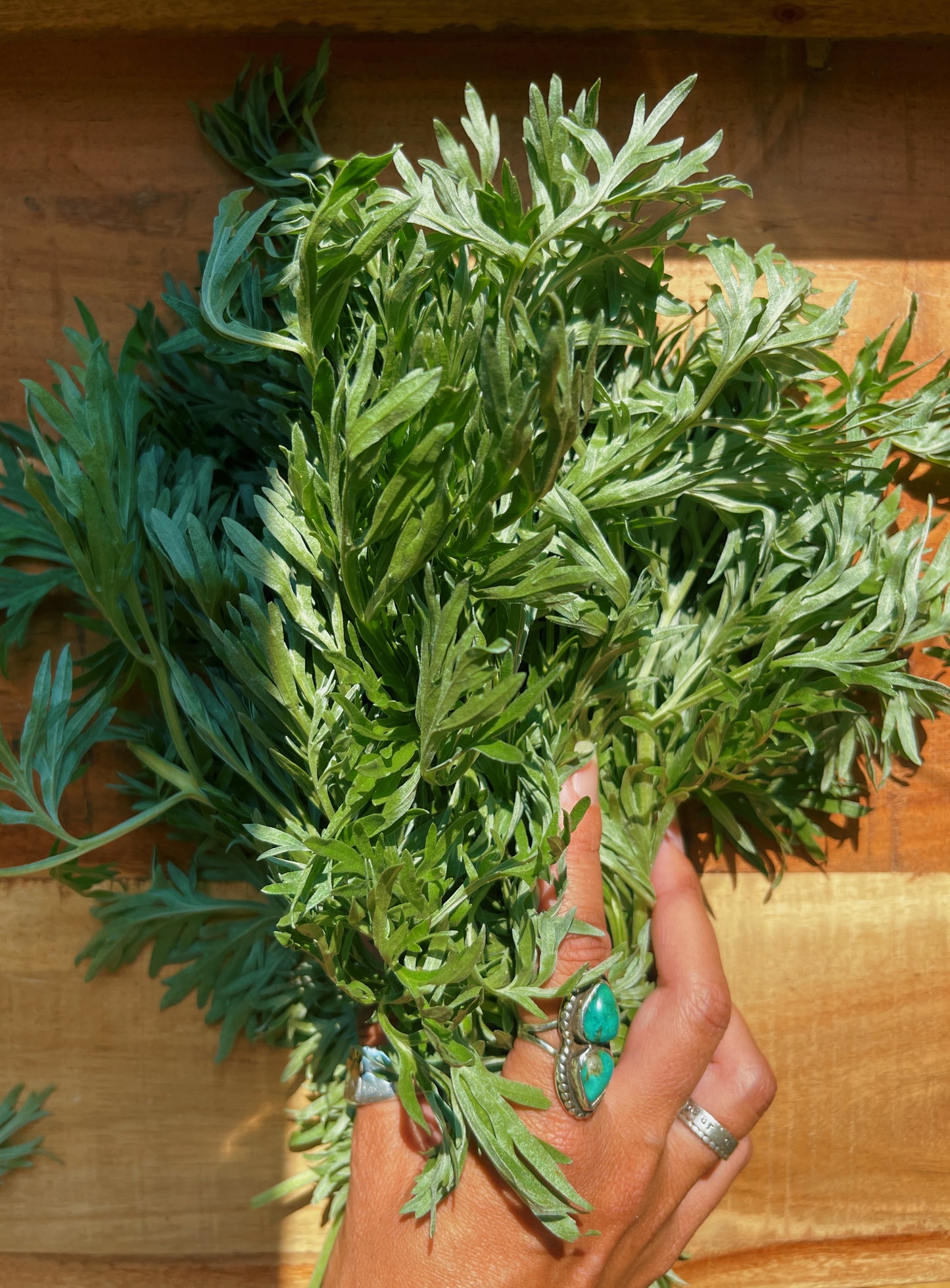 Wormwood {Visioning + Pain easing} Salve
