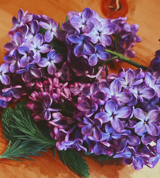 Lilac Flower Essence