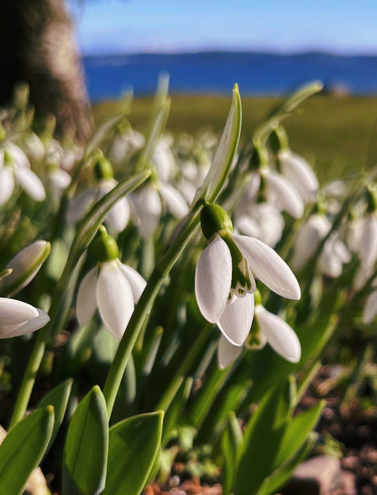 Snowdrop Flower Essence