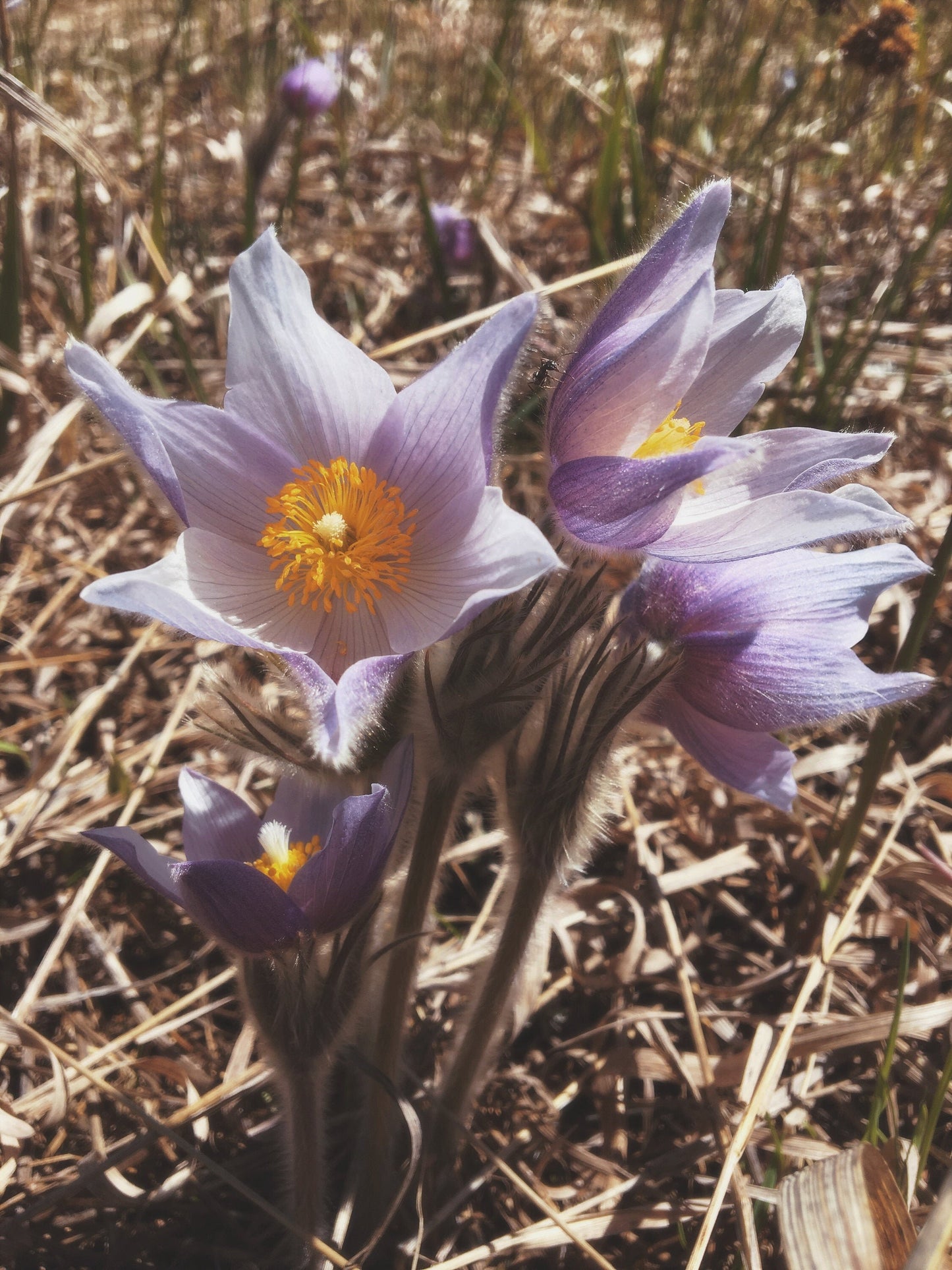 Pulsatilla Flower Essence